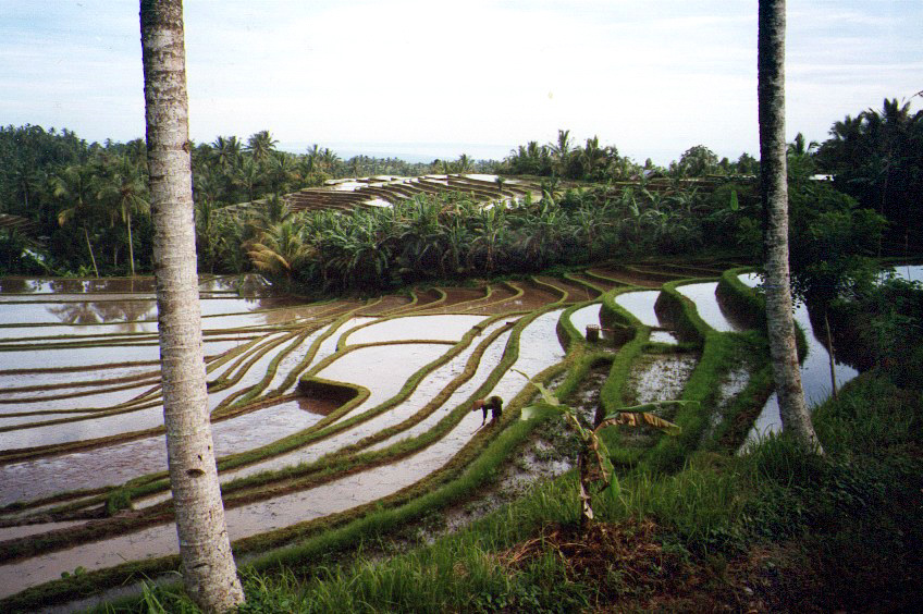 Bali vue rizière 2 FAIT